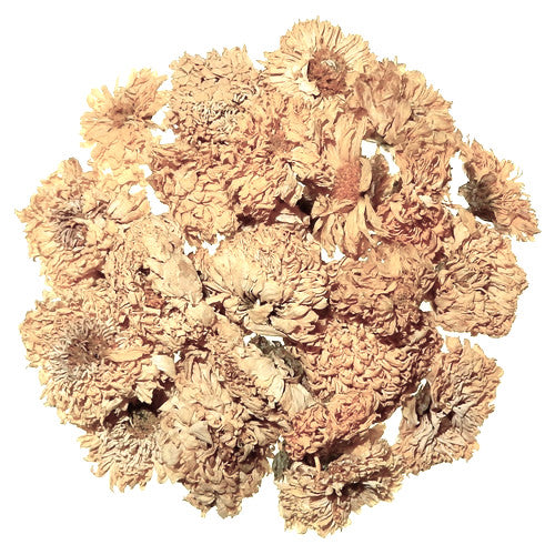 Chrysanthemum (White) - Organic
